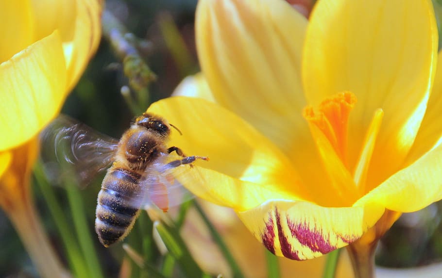 bee, nectar, fly, foraging, harbinger of spring, bee in the approach HD wallpaper