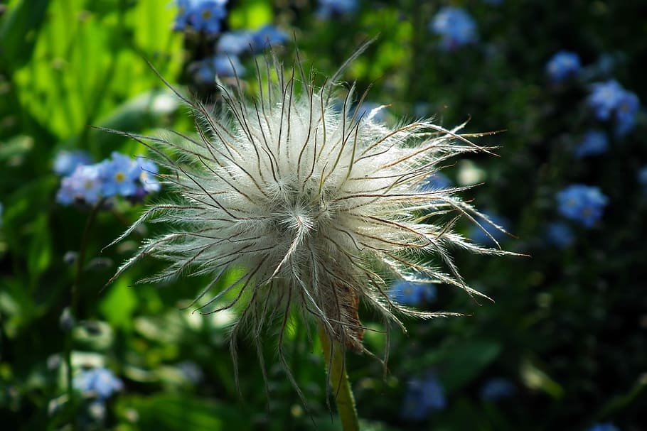 plant, spring, nature, closeup, garden, flower, flowering plant HD wallpaper