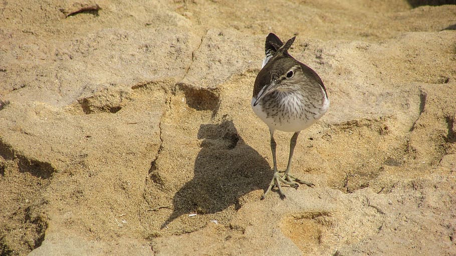 Stint, Seabird, Migratory, Nature, Wild, fauna, ecosystem, animal HD wallpaper