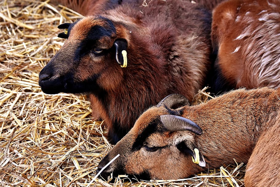 sheep, concerns, relaxed, animals, rest, brown, cute, wildpark poing HD wallpaper