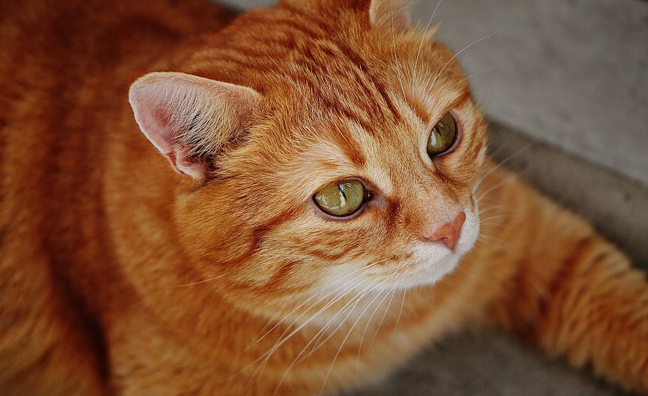 shallow focus photography of orange tabby cat, red, cute, mackerel HD wallpaper