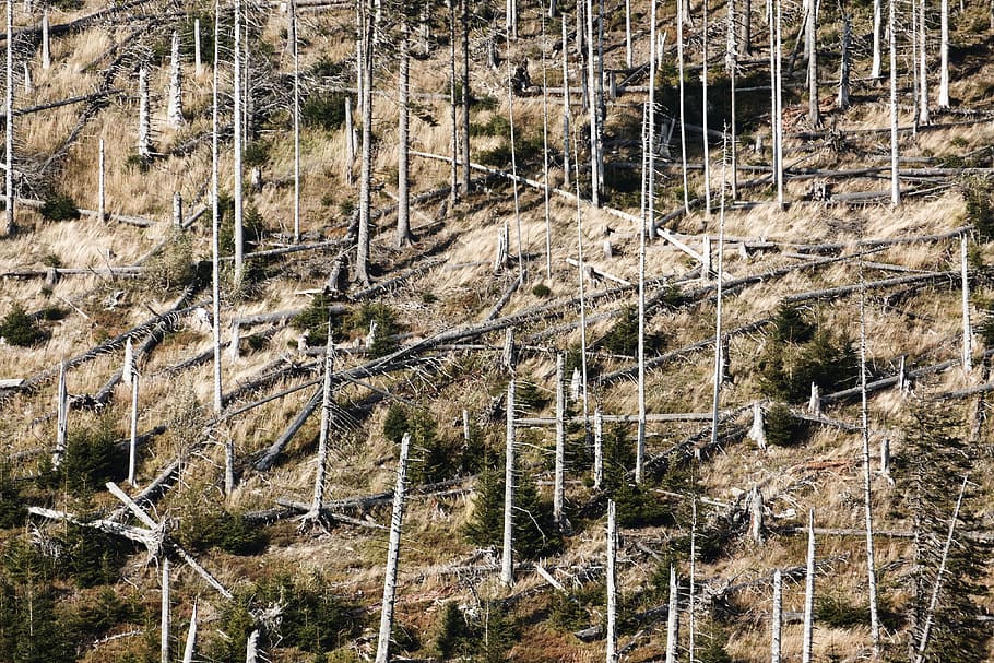 green trees, Agriculture, Broken, Crushed, Damage, destruction HD wallpaper