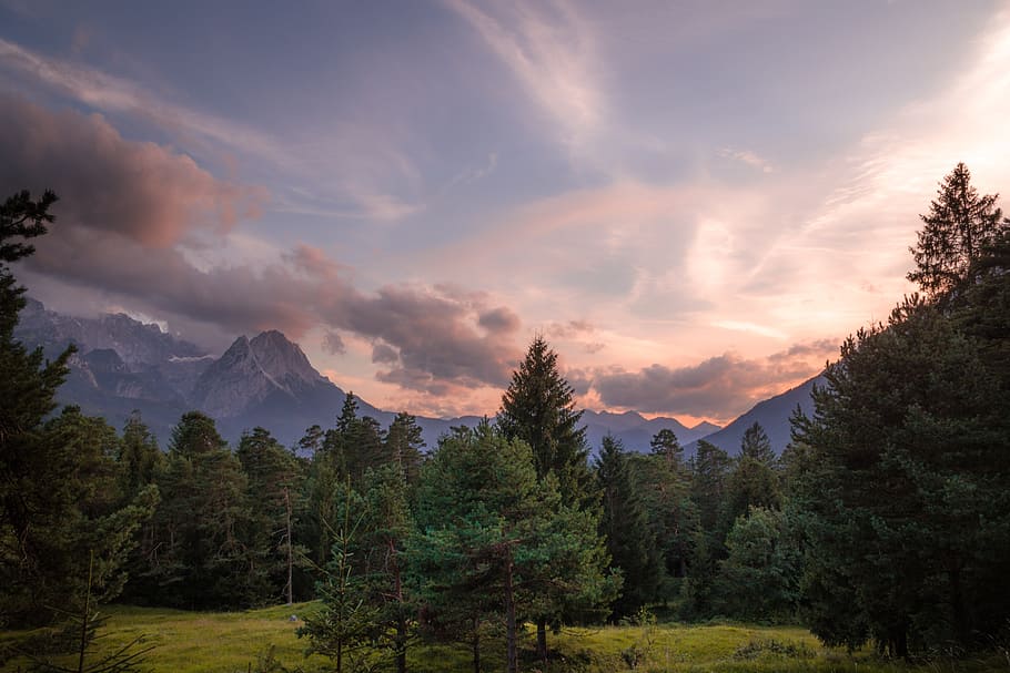 pine trees and mountain during daytime, top view of forest, landscape photography HD wallpaper
