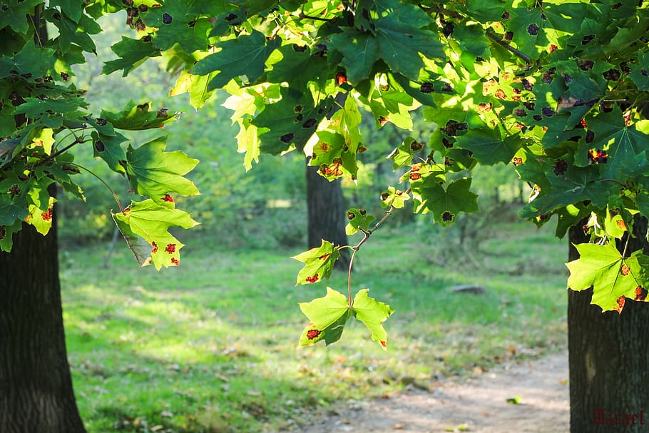 summer, nice, tree, beauty, plant, leaf, growth, plant part HD wallpaper