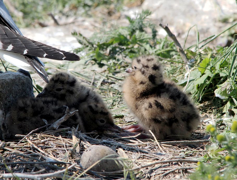 chicks, arctic tern, bird, water bird, hatching, breeding season HD wallpaper