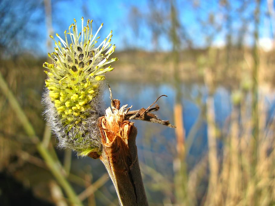 pond, spring, plants, vegetation, branch, blossom, flora, nature HD wallpaper