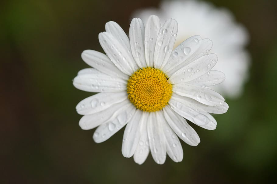flower, drip, rain, macro, daisy, nature, summer, close-up HD wallpaper