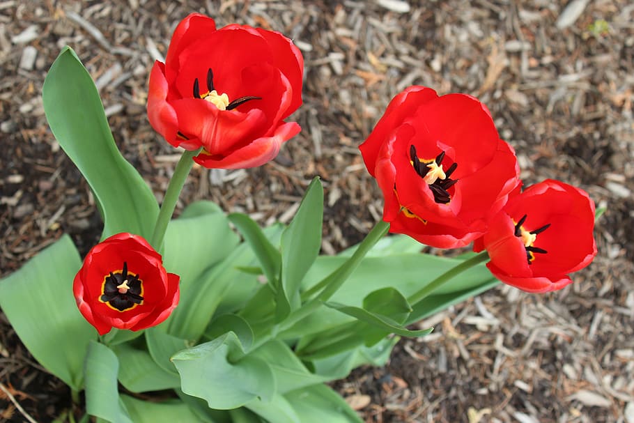 flowers, tulips, springtime, red, garden, bloom, floral, may HD wallpaper