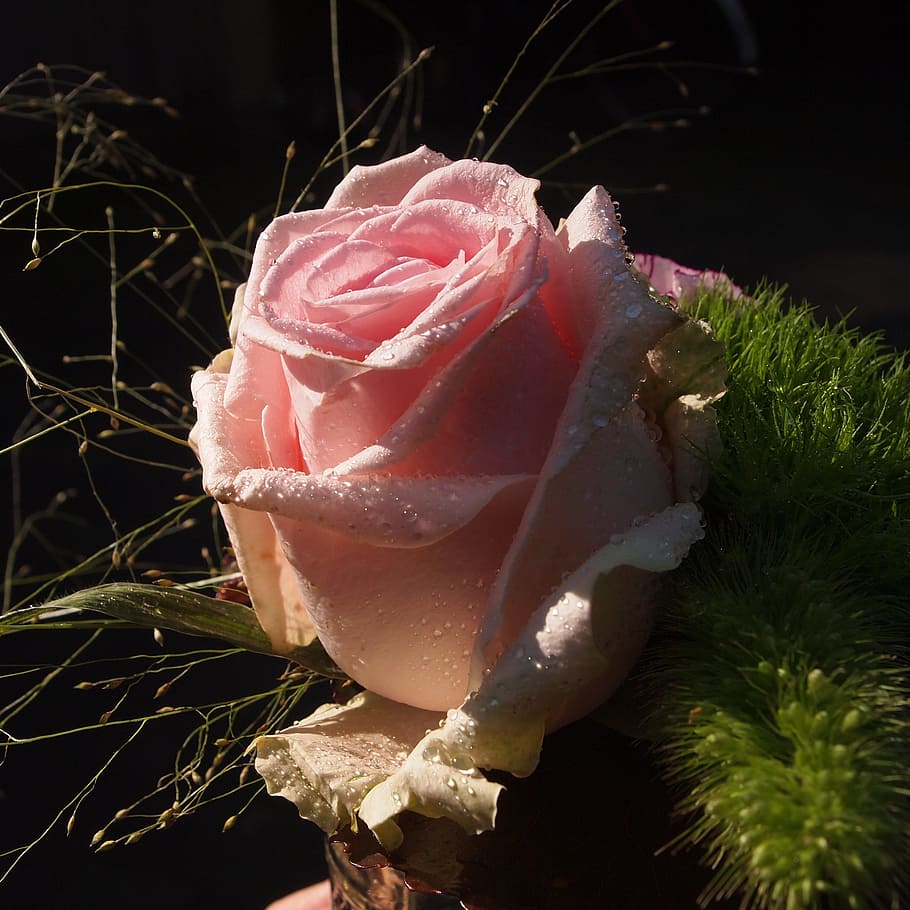 pink, rose, sunlight, drops, garden, lighting, plant, freshness HD wallpaper