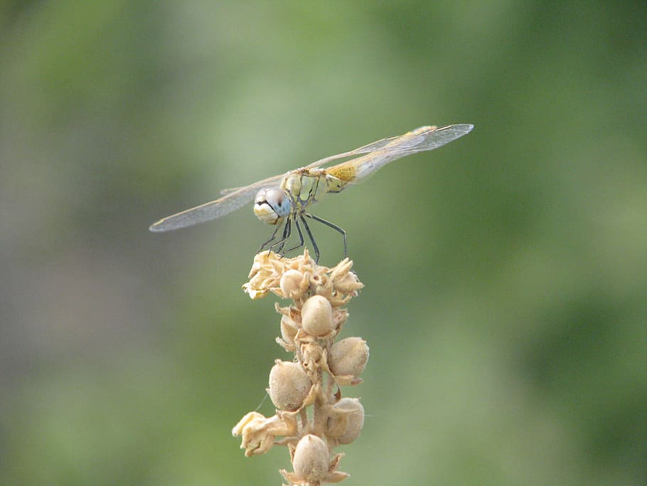 Dragonfly, Insect, Macro, Nature, summer, closeup, hymenoptera HD wallpaper