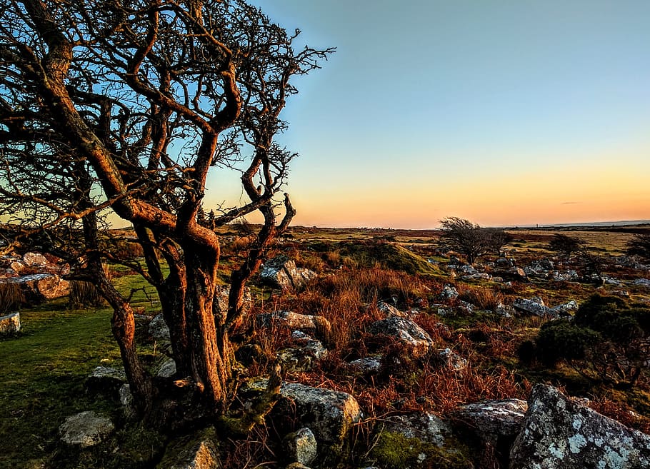 Cornwall, Tree, Lonely, Sunset, landscape, rocks, moorland HD wallpaper