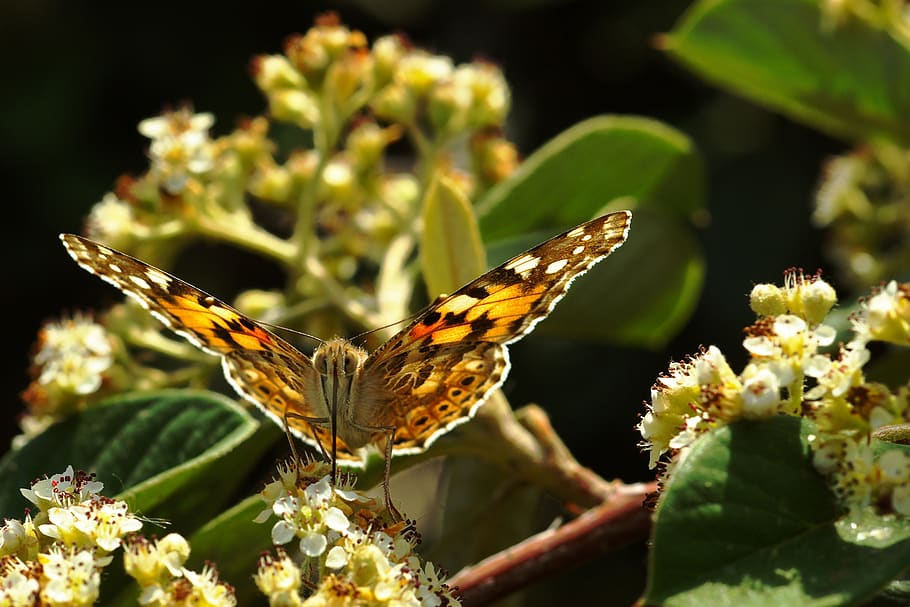 butterfly, nature, spring, flower, flowering plant, animal wildlife HD wallpaper