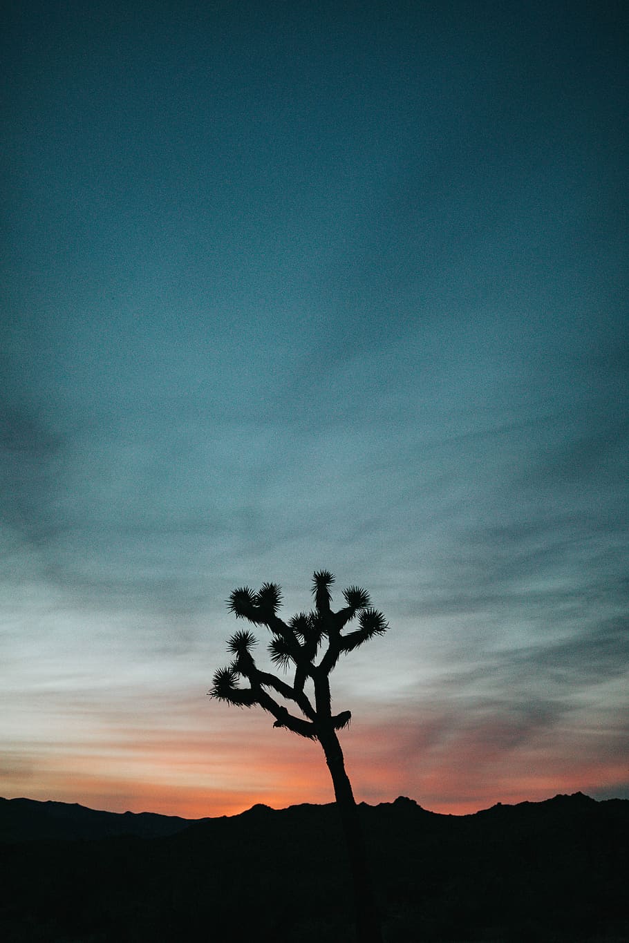 silhouette of tree during blue hour, siluette of tree, palm tree HD wallpaper