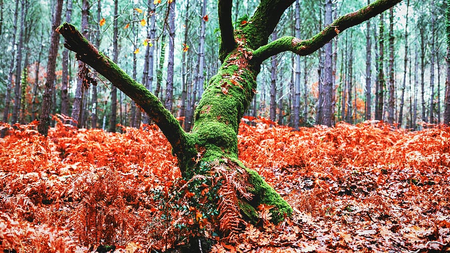 landscape photography of green tree branch, be, forthcoming HD wallpaper