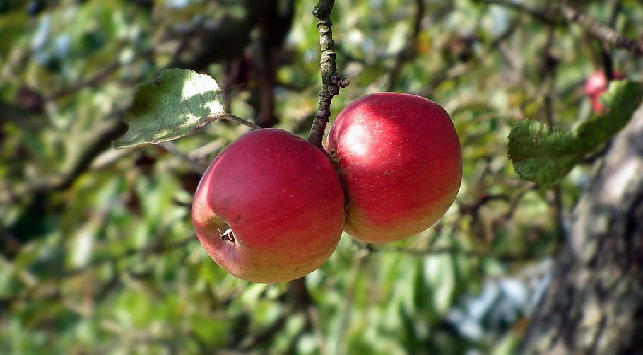 fruit, tree, nature, branch, apple, red, fruiting tree, healthy food HD wallpaper
