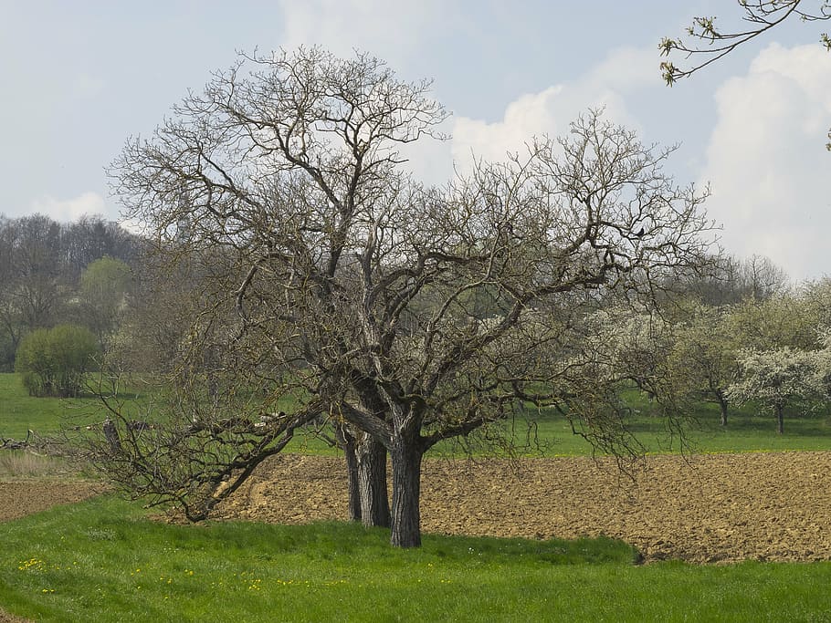 spring, landscape, nature, trees, field, green, prairie, plant HD wallpaper