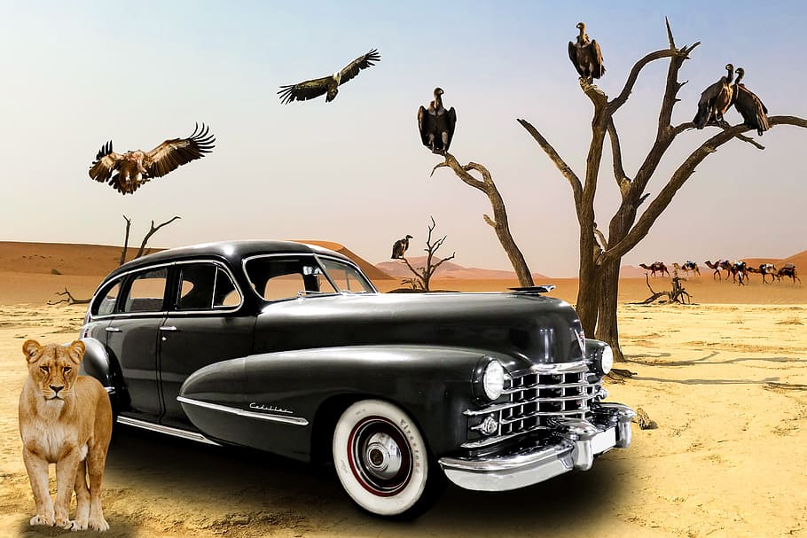 vehicle, oldtimer, cadillac, desert, vulture, caravan, camel, HD wallpaper