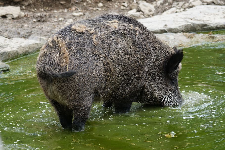 boar, schwarzkittel, bache, animal themes, one animal, water HD wallpaper