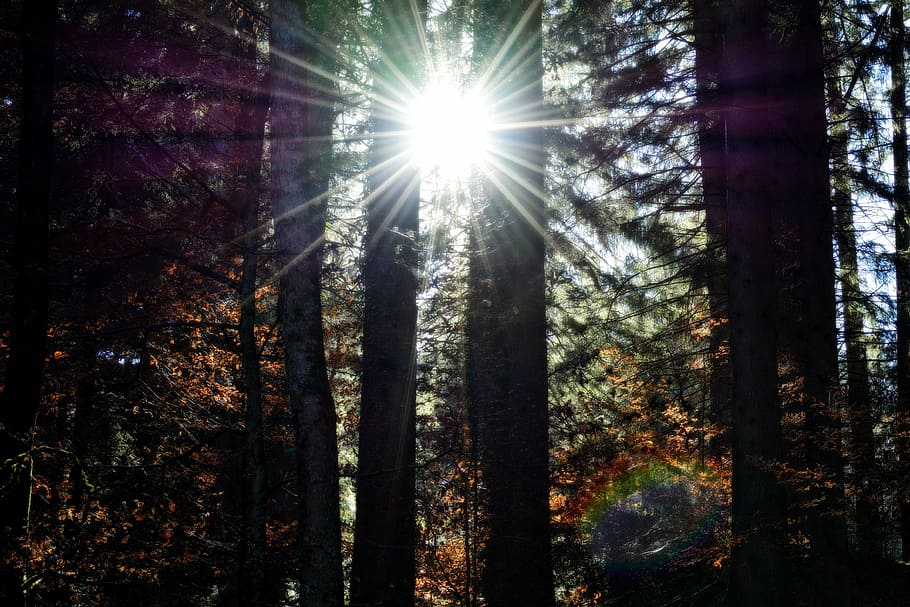 sunbeam, sunlight, rays, mood, back light, nature, trees, live HD wallpaper