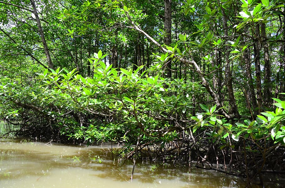 view of swamp during day time, palawan, water, river, mangrove jungle, HD wallpaper