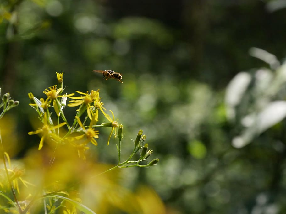 bee, insect, flower, plant, close, blossom, bloom, nature, pollination HD wallpaper