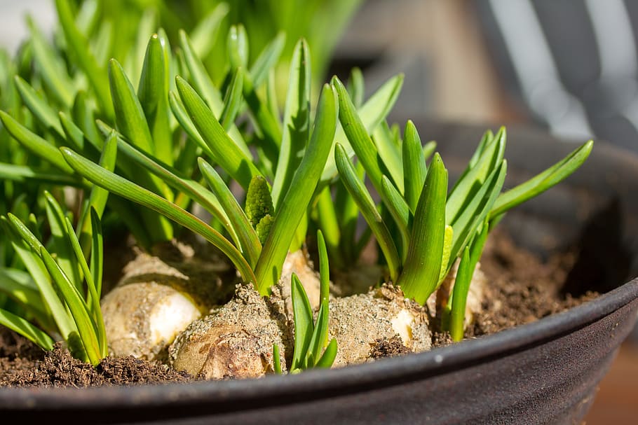 plants, grow, bulbs, spring, sunny, food and drink, green color HD wallpaper