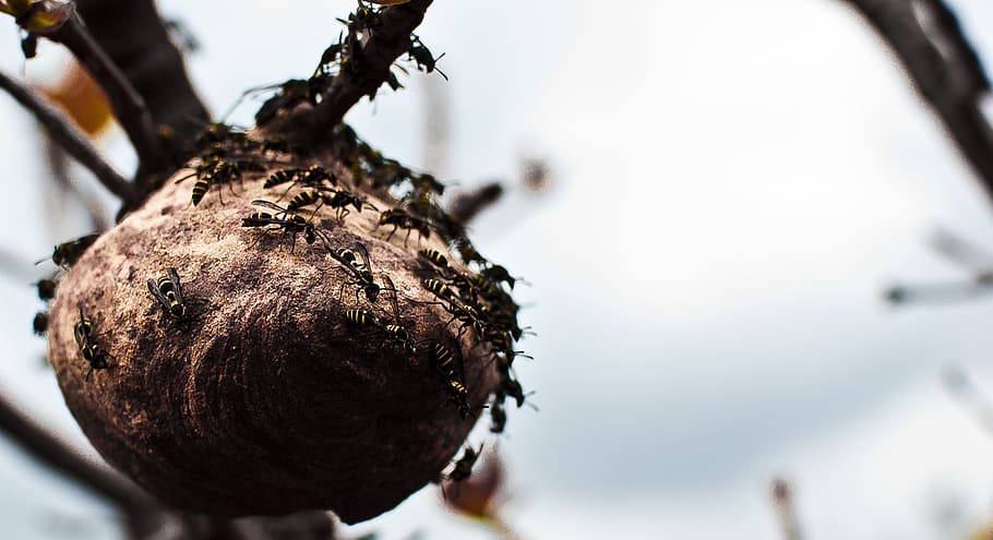 wasp, insect, bee, yellow, hive, nest, outdoors, hornet, exterior HD wallpaper