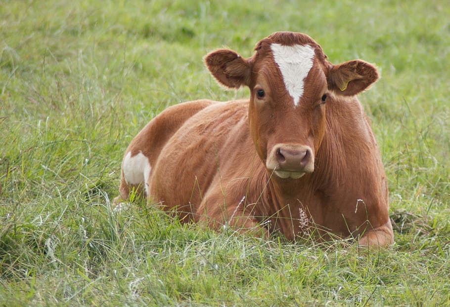 brown cow lying on grass, farm, field, lying down, cattle, animal, HD wallpaper