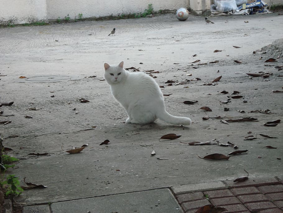 cat, white, animals, domestic Cat, pets, cute, mammal, feline HD wallpaper