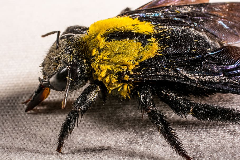 Insect, Beetle, Fly, Whopper, Close, yellow, animal themes HD wallpaper