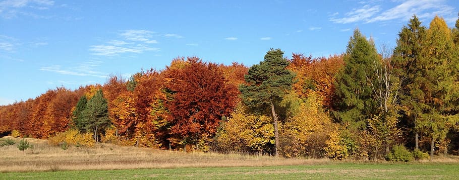 Autumn, Forest, Landscape, Tree, Nature, foliage, autumn gold HD wallpaper