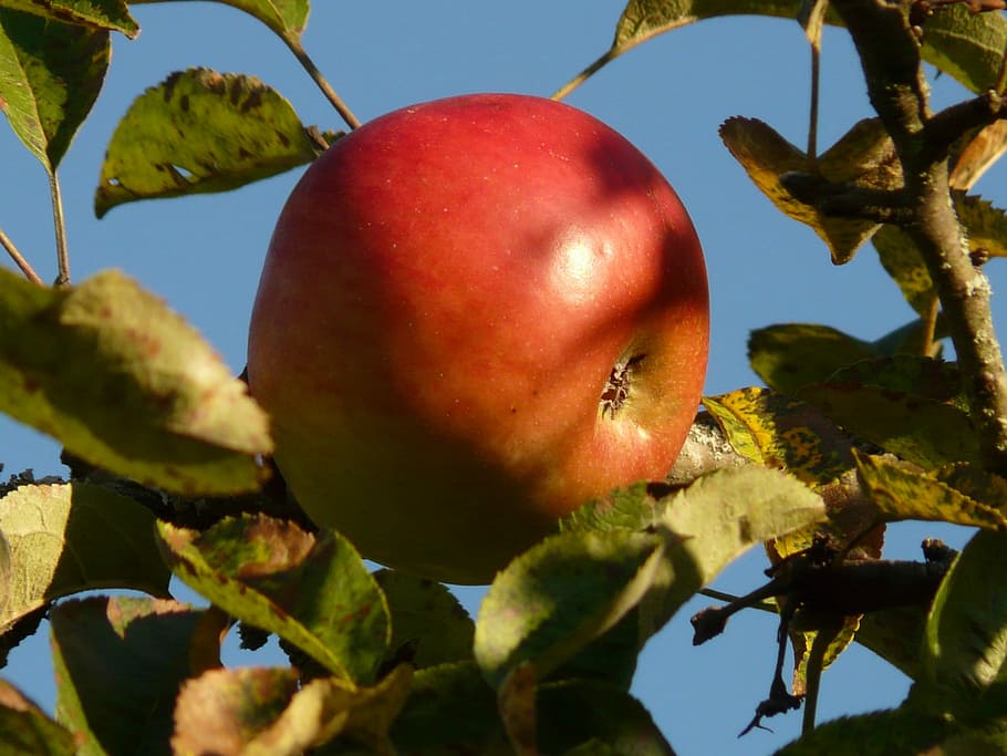 Fruit, Apple Tree, Ripe, red, sweet, delicious, vitamins, frisch HD wallpaper