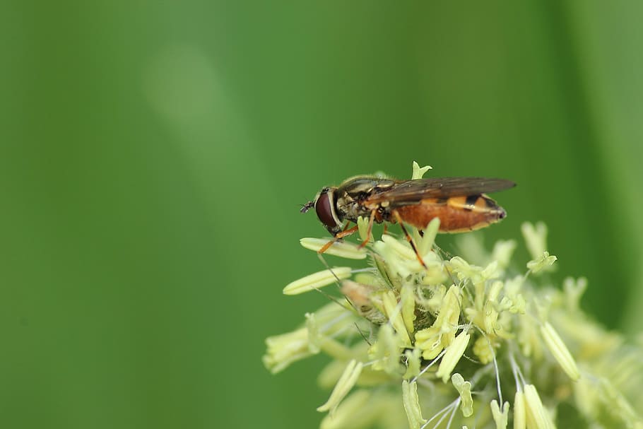 fly, insect, blossom, bloom, pollination, hoverfly, close, spring HD wallpaper