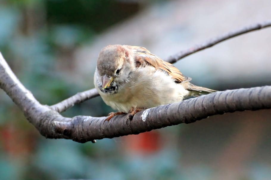 sparrow, sperling, bird, branch, sit, songbird, garden, one animal HD wallpaper
