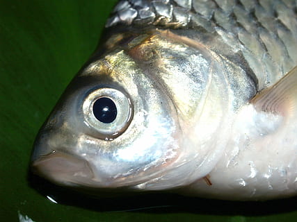 fish, carp, meal, river, pike, masking, carpio, cypriniformes HD wallpaper
