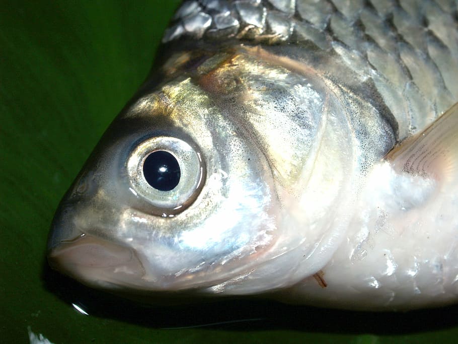fish, carp, meal, river, pike, masking, carpio, cypriniformes HD wallpaper