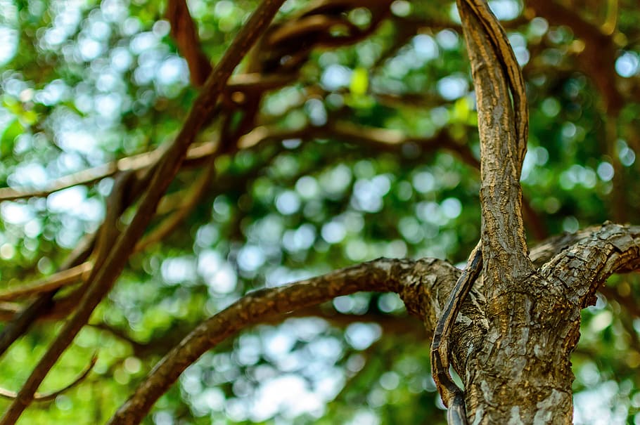 Tree, Environment, Branches, Bark, leaves, wood, green, nature HD wallpaper