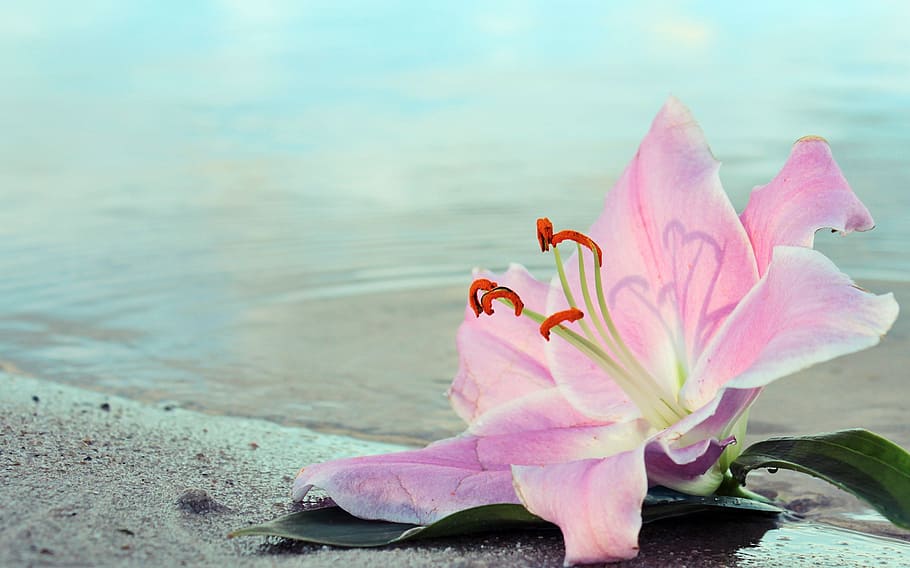pink petaled flower on seashore, lily, blossom, bloom, water, HD wallpaper