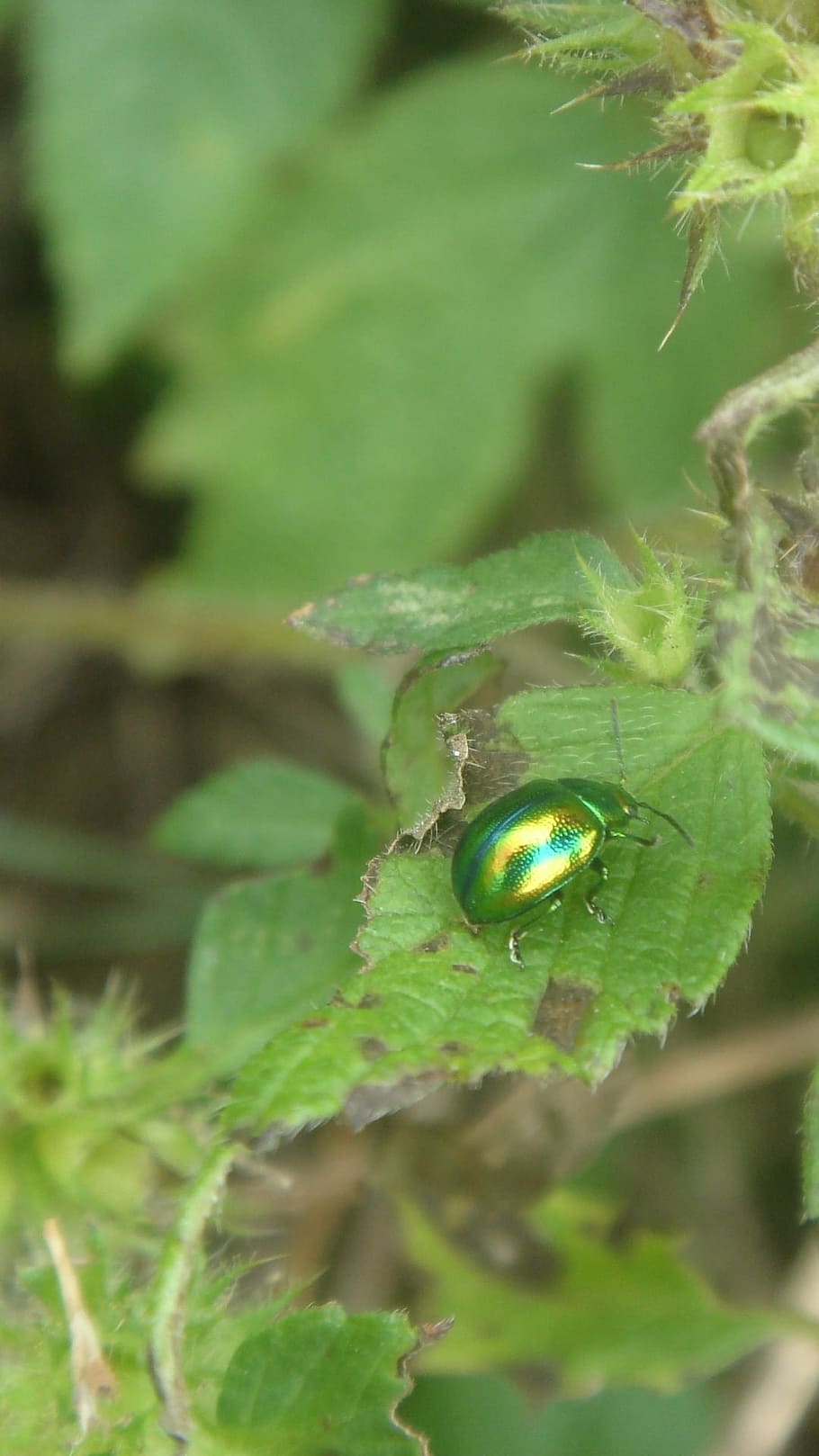 insect, green, sheet, detail, green color, plant, animal themes HD wallpaper