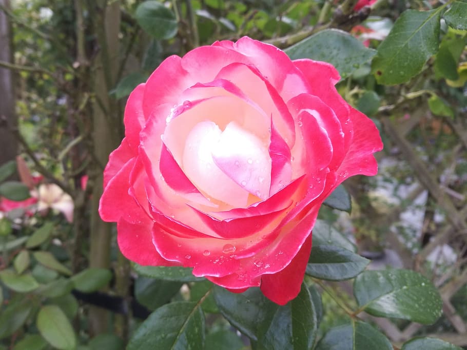 rose, blossom, bloom, red, red rose, raindrop, rose bloom, close HD wallpaper
