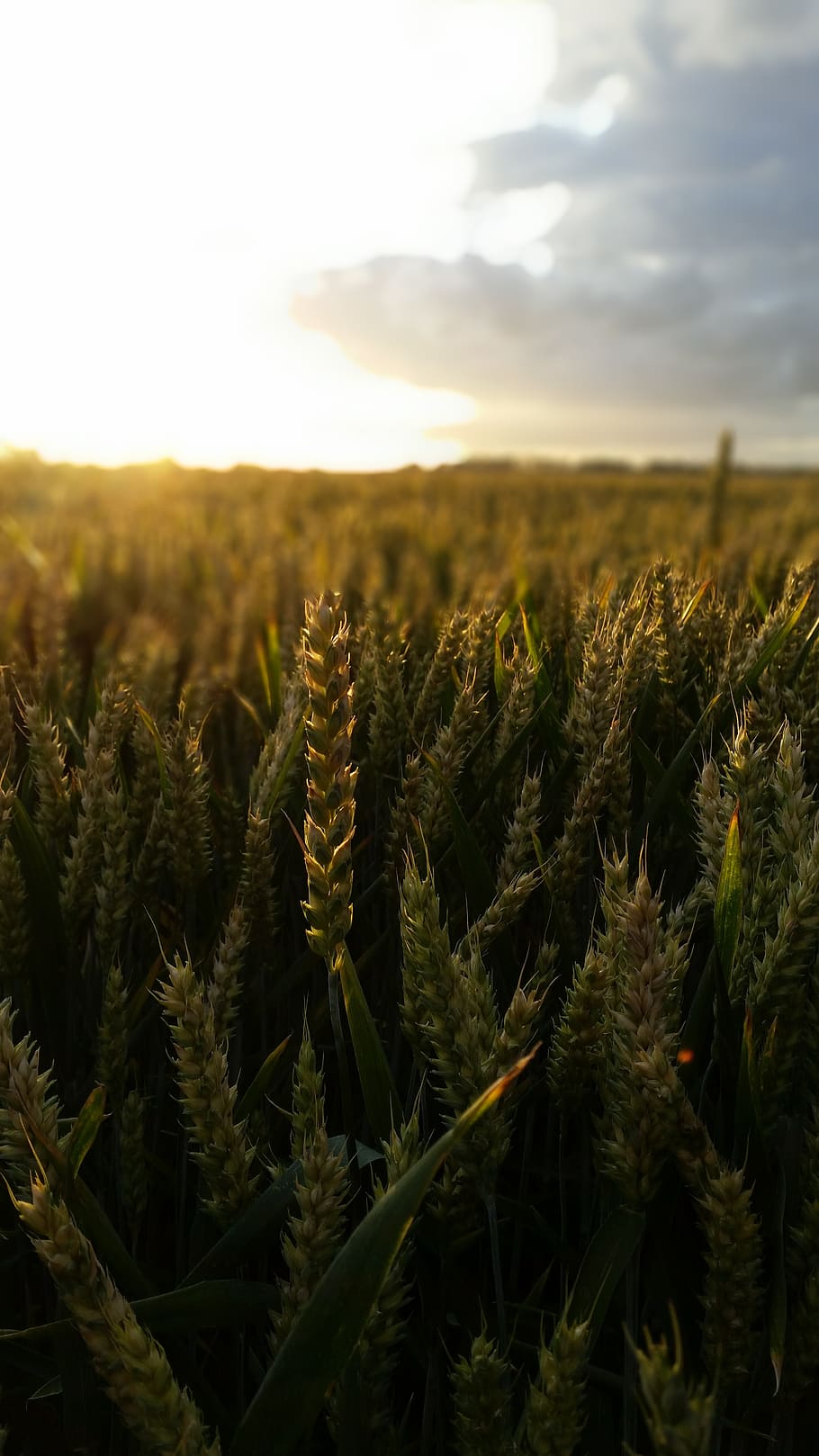 Фото злаков в поле. Cornfield обои на телефон. Пшеница фото зерна. Атмосферные фото поле злаков. Natural harvest