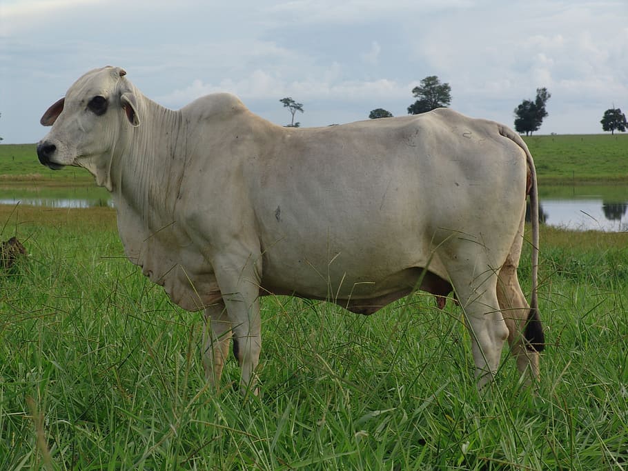 cow, array, cattle, grass, field, plant, land, animal, animal themes HD wallpaper