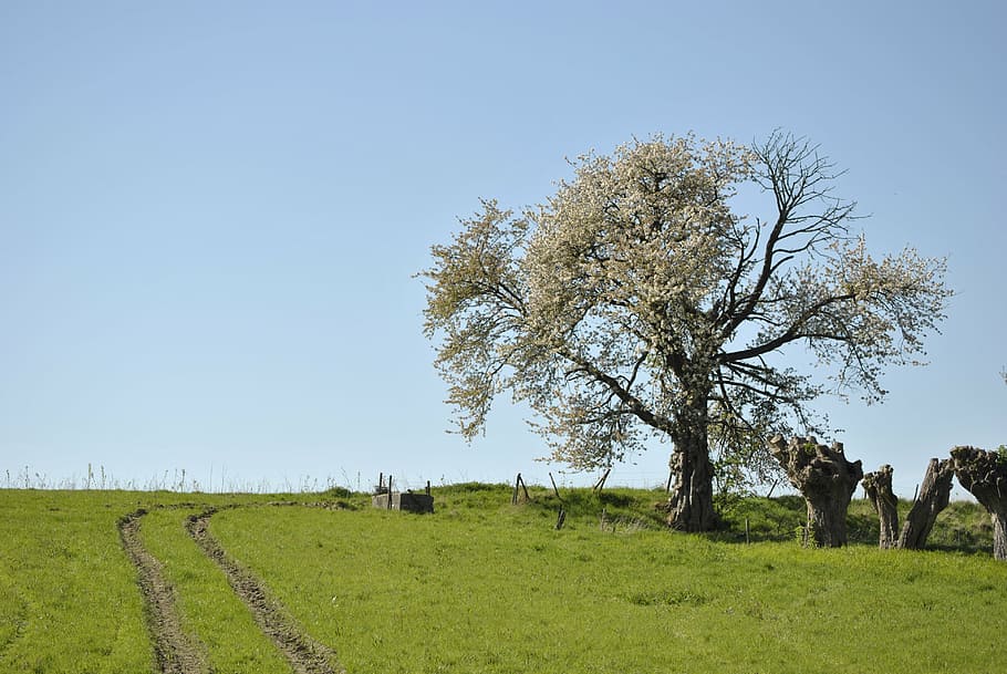 tree, nature, landscape, agriculture, rural Scene, outdoors HD wallpaper