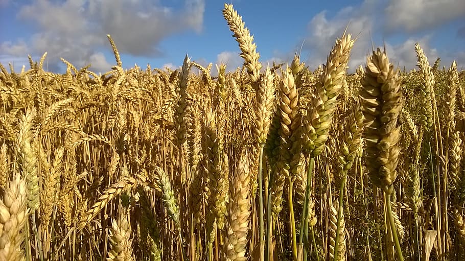 Grain, Blue Sky, Denmark, agriculture, growth, cereal plant HD wallpaper
