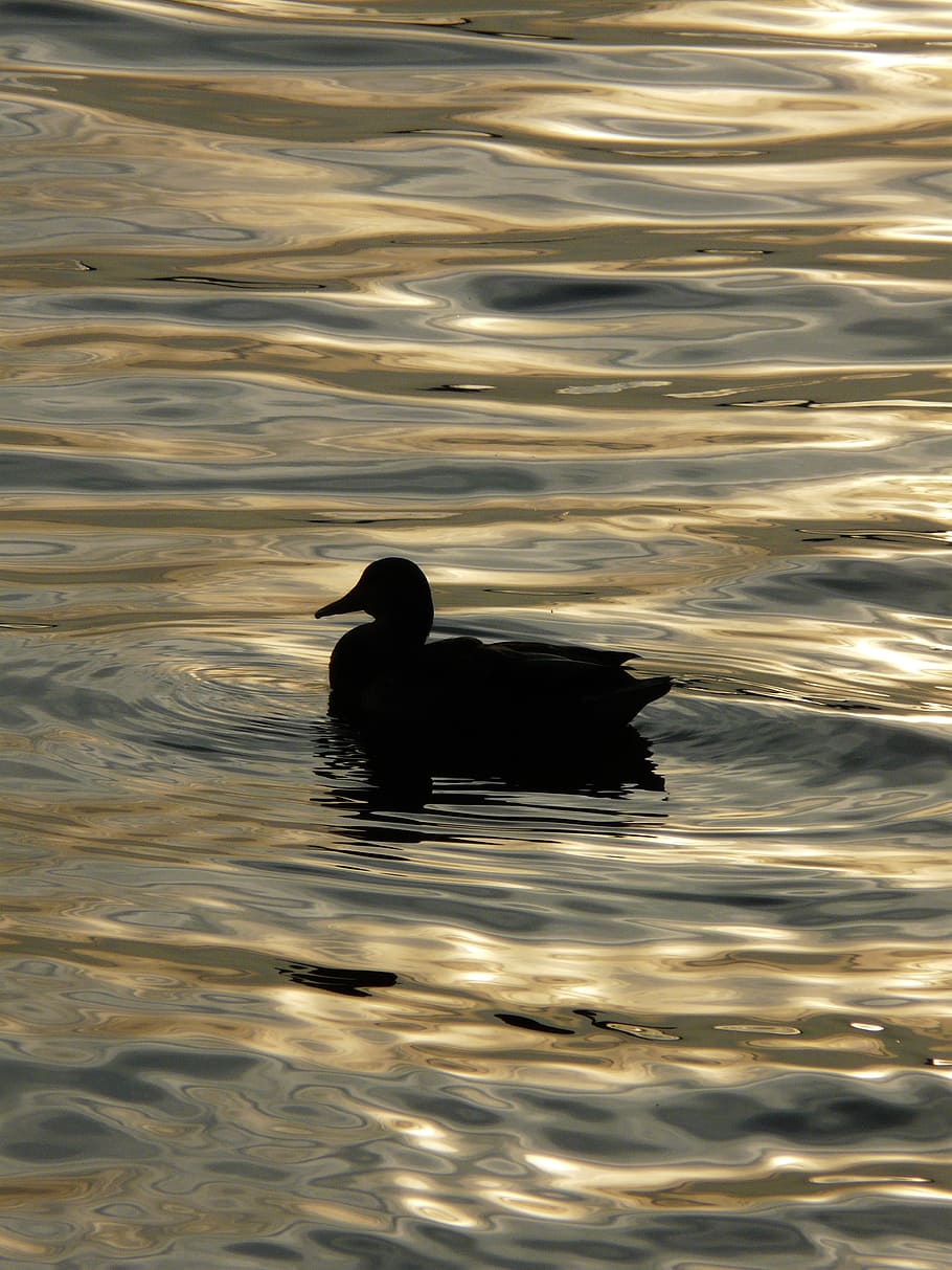 duck, the waves, lake, reflection, dom, peace of mind, swimming HD wallpaper