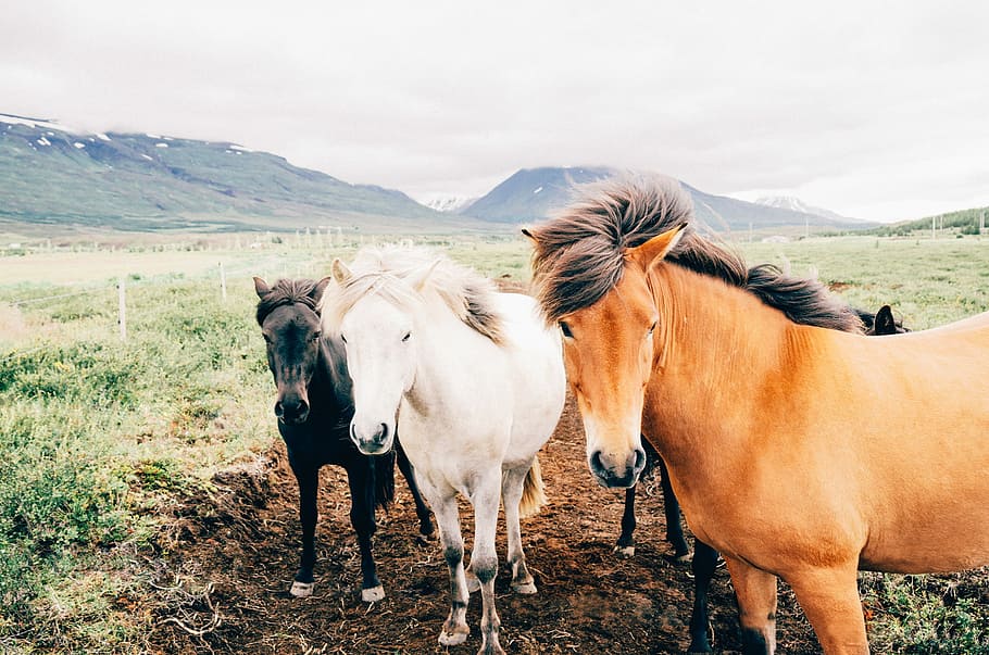 three brown,white,and black horse, clouds, fields, gray, green HD wallpaper