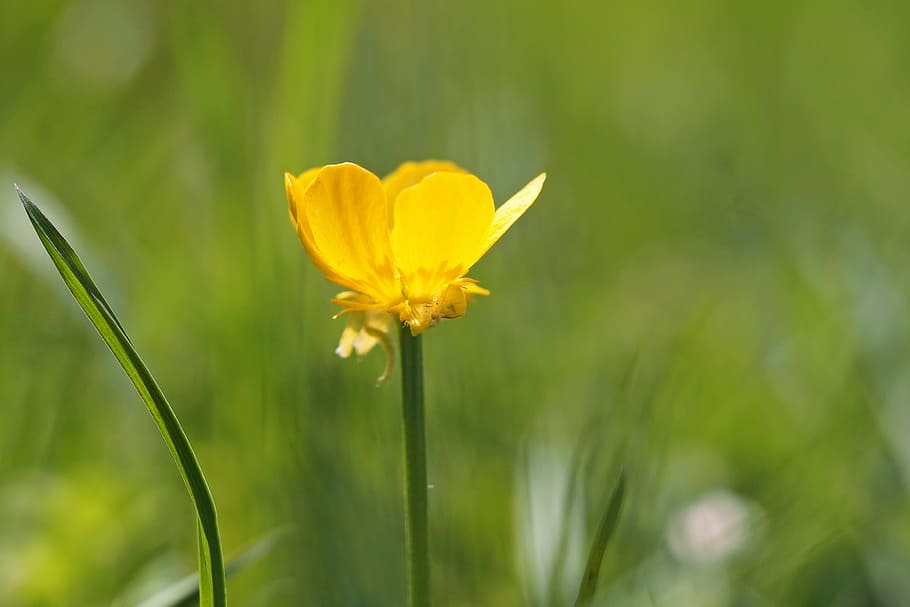 plant, nature, live, flowering plant, beauty in nature, fragility HD wallpaper