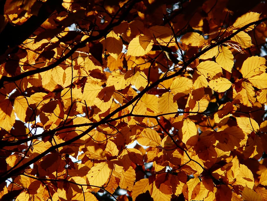 Beech, Fagus Sylvatica, deciduous tree, golden autumn, golden october HD wallpaper
