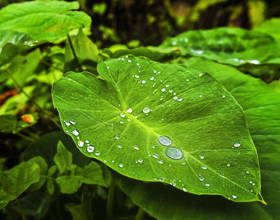 dew, leaf, green, garden, green leaf, plant, freshness, growth HD wallpaper