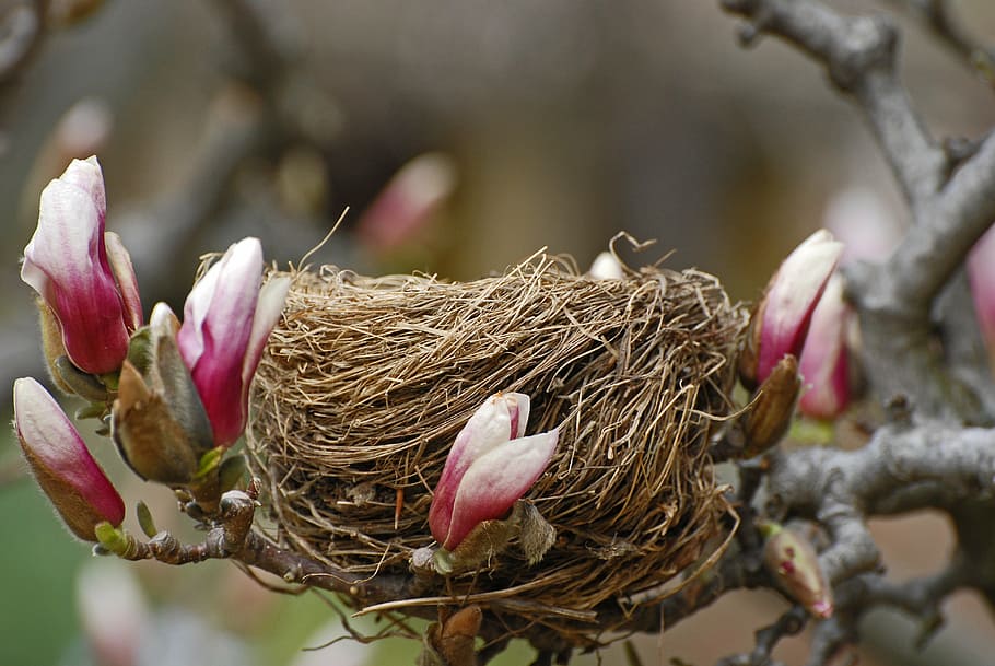 shallow focus photography of bird nest with pink flowers, tree's nest HD wallpaper